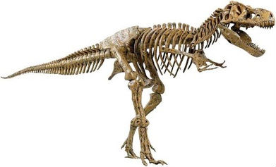 Tyranozaurus Rex